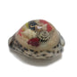 Hand Carved Sea Shell Crafts Shankh For Decoration Aquarium Gift Memoir Table Weight 7x5x4xcm Approx Oval [Color 2-> Transparent Color On Brown] (Sold as 1 piece) [ac-artifctcrfts-00003-m2]