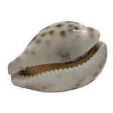 Hand Carved Sea Shell Crafts Shankh For Decoration Aquarium Gift Memoir Table Weight 7x5x4xcm Approx Oval [Color 2-> Transparent Color On Brown] (Sold as 1 piece) [ac-artifctcrfts-00003-m2]