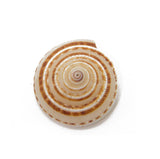 Sea Shell Supplies Chakra For Crafts Decoration Aquarium Mixed Size Approx 4 to 5 cm Long With 3 to 4 CM Width Range Round Brown White (Pack of 10 pieces) [ac-artifctcrfts-00011-m1]